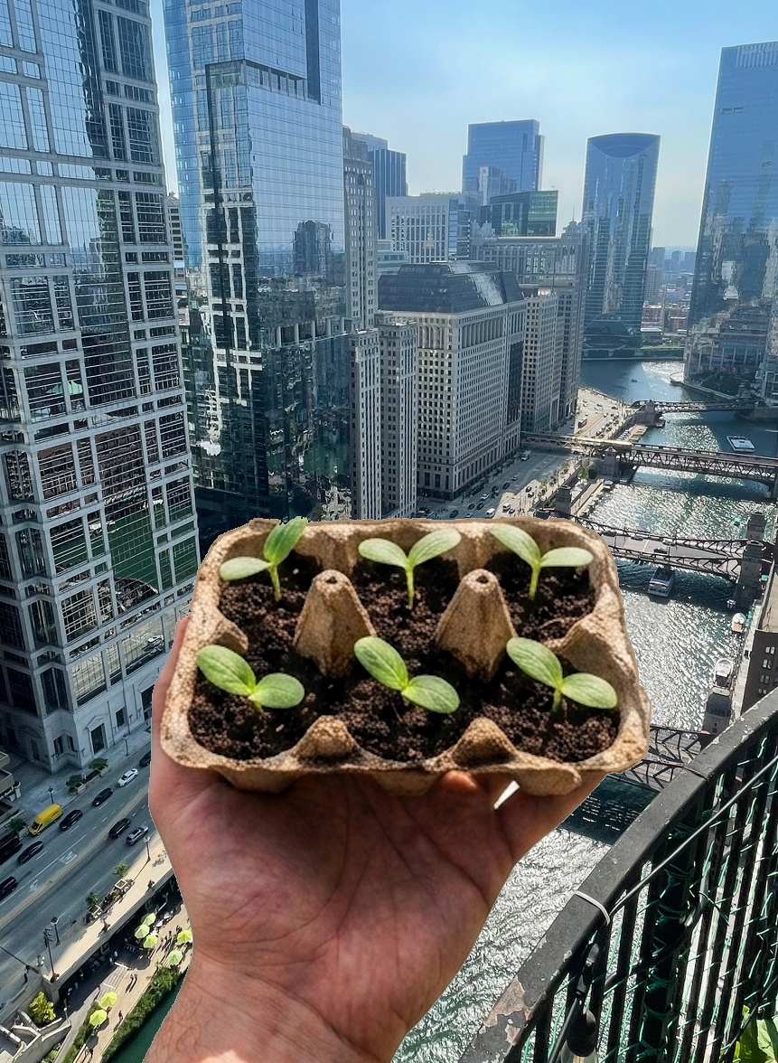 Six seedlings in an egg carton held up against the Chicago skyline